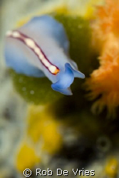 Lots of beautifull flatworms like this one in Wakatobi, F... by Rob De Vries 